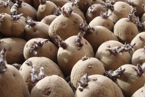 Seed potatoes.jpg